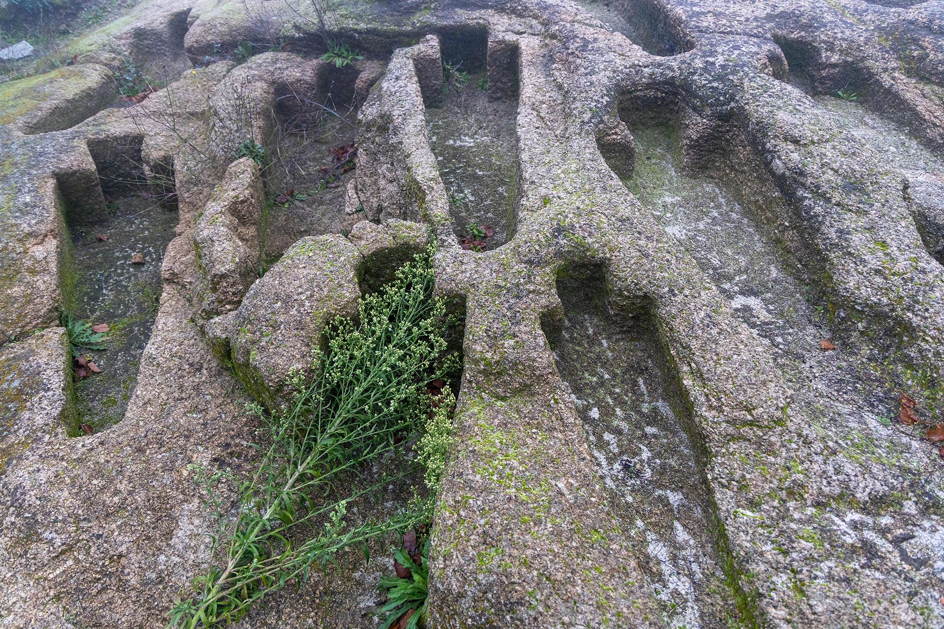 07-dg1558726